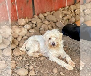 Maltese-Unknown Mix Dogs for adoption in Chico, CA, USA