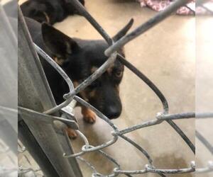 Pembroke Welsh Corgi Dogs for adoption in Eureka Springs, AR, USA