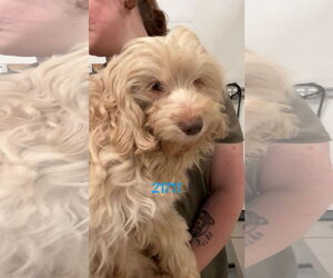 Maltese-Unknown Mix Dogs for adoption in Chico, CA, USA