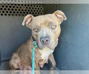 Mutt Dogs for adoption in Santa Maria, CA, USA