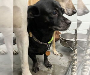 Dachshund-Unknown Mix Dogs for adoption in Tavares, FL, USA