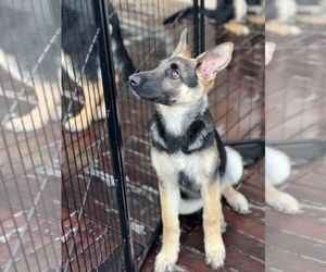 German Shepherd Dog Dogs for adoption in San Diego, CA, USA