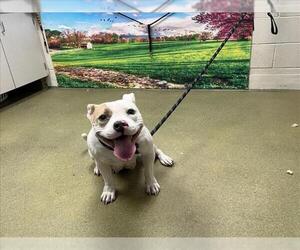 American Pit Bull Terrier-Unknown Mix Dogs for adoption in Moreno Valley, CA, USA