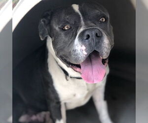 American Staffordshire Terrier-Unknown Mix Dogs for adoption in phoenix, AZ, USA