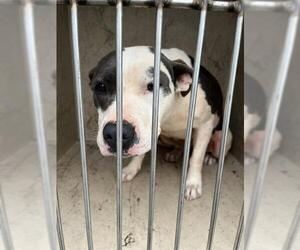 American Pit Bull Terrier-Unknown Mix Dogs for adoption in Oklahoma City, OK, USA