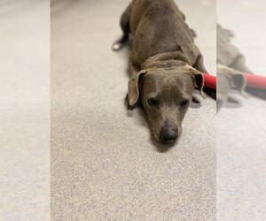 Labrador Retriever-Unknown Mix Dogs for adoption in Modesto, CA, USA