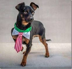 Miniature Pinscher Dogs for adoption in Yucca Valley, CA, USA