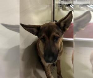 German Shepherd Dog Dogs for adoption in Bakersfield, CA, USA