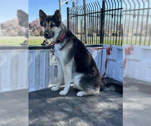 German Shepherd Dog Dogs for adoption in Stockton, CA, USA