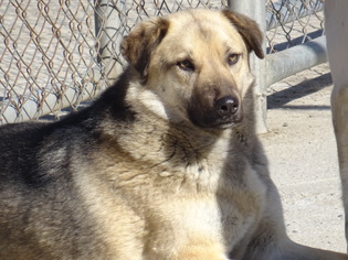 Shepradors Dogs for adoption in Peoria, IL, USA