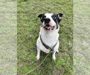 American Pit Bull Terrier-Unknown Mix Dogs for adoption in Tacoma, WA, USA