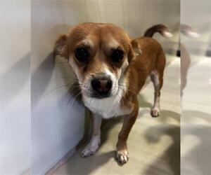Chihuahua Dogs for adoption in Bakersfield, CA, USA