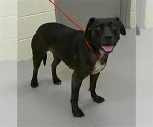 Labrador Retriever Dogs for adoption in Sanford, FL, USA