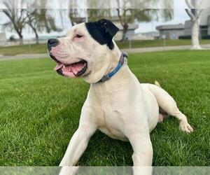 American Pit Bull Terrier Dogs for adoption in Martinez, CA, USA