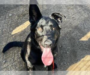 German Shepherd Dog-Unknown Mix Dogs for adoption in Orange, CA, USA