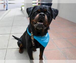 Rottweiler Dogs for adoption in Pasadena, CA, USA