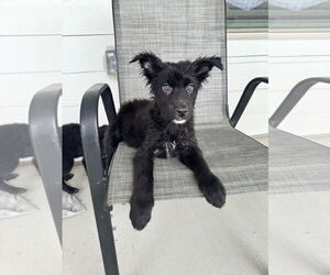 German Shepherd Dog-Unknown Mix Dogs for adoption in The Woodlands, TX, USA
