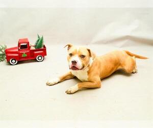 Staffordshire Bull Terrier-Unknown Mix Dogs for adoption in Sanford, FL, USA