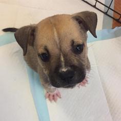 American Bulldog-Labrador Retriever Mix Dogs for adoption in miami, FL, USA