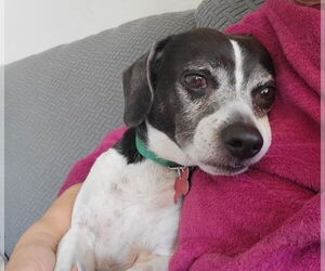 Beagle-Chihuahua Mix Dogs for adoption in San Diego, CA, USA