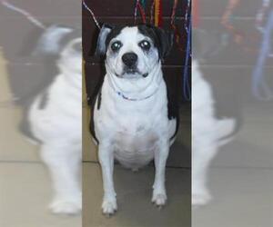 Boglen Terrier Dogs for adoption in Sanford, FL, USA