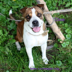 Ori-Pei Dogs for adoption in Bloomington, MN, USA