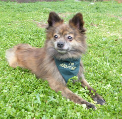 Pomeranian-Unknown Mix Dogs for adoption in Mocksville, NC, USA