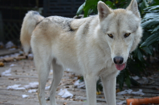 Alaskan Malamute-Unknown Mix Dogs for adoption in Orlando, FL, USA