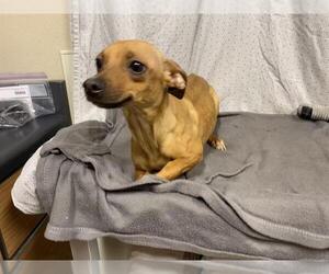 Chihuahua Dogs for adoption in Modesto, CA, USA
