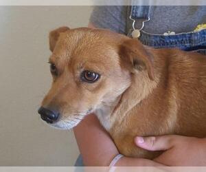 Mutt Dogs for adoption in Tehachapi, CA, USA