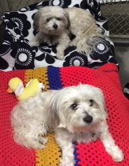Maltese-Unknown Mix Dogs for adoption in Quincy, MA, USA