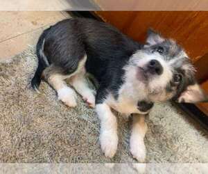 Mutt Dogs for adoption in Scottsboro, AL, USA