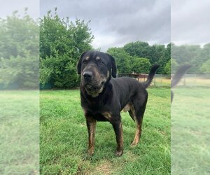 Rottweiler-Unknown Mix Dogs for adoption in Cleveland, TN, USA