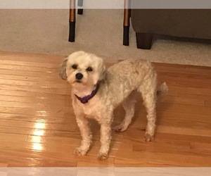 Shih-Poo Dogs for adoption in Germantown, OH, USA