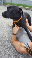 Labrador Retriever-Unknown Mix Dogs for adoption in Mt. Laurel, NJ, USA