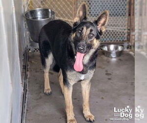 German Shepherd Dog-Unknown Mix Dogs for adoption in Washington, DC, USA