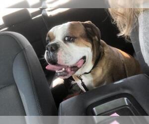 Bulldog Dogs for adoption in Des Moines, IA, USA