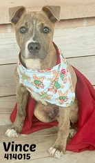 Medium Photo #1 American Staffordshire Terrier-Unknown Mix Puppy For Sale in San Antonio, TX, USA