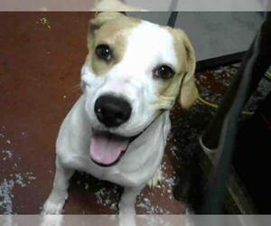 Labbe Dogs for adoption in Atlanta, GA, USA