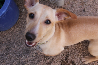Medium Photo #1 Chiweenie Puppy For Sale in phoenix, AZ, USA