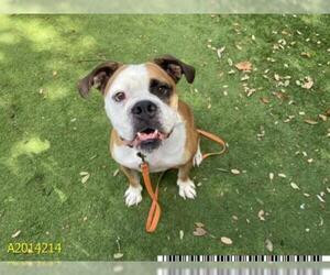 Bull-Boxer Dogs for adoption in West Palm Beach, FL, USA