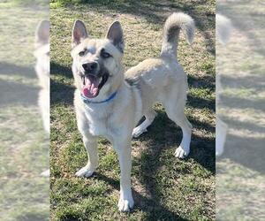 Akita-German Shepherd Dog Mix Dogs for adoption in Riverside, CA, USA