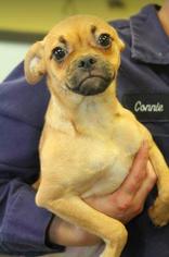 Pug Dogs for adoption in Woodside, NY, USA