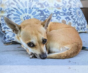 Chiweenie Dogs for adoption in Oakhurst, NJ, USA