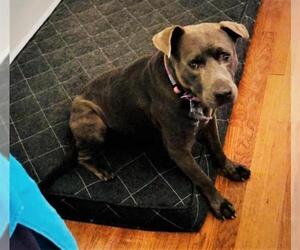 Small American Pit Bull Terrier-Blue Lacy Mix