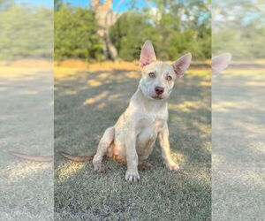 German Shepherd Dog-Unknown Mix Dogs for adoption in PIPE CREEK, TX, USA