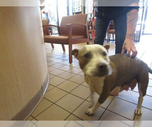 American Staffordshire Terrier Dogs for adoption in Ocala, FL, USA