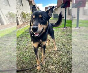 Australian Kelpie-Unknown Mix Dogs for adoption in San Antonio, TX, USA