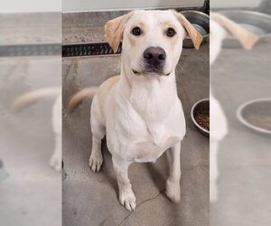 Labrador Retriever Dogs for adoption in Jackson, CA, USA