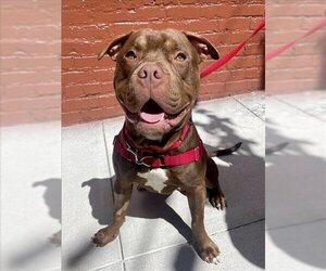 American Pit Bull Terrier Dogs for adoption in San Francisco, CA, USA